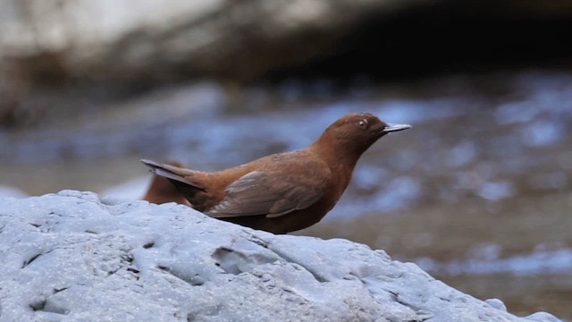 Пронурок бурий - ML647761870