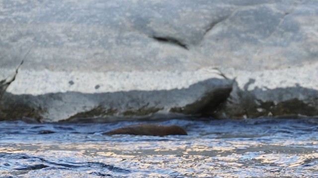 Пронурок бурий - ML647761871