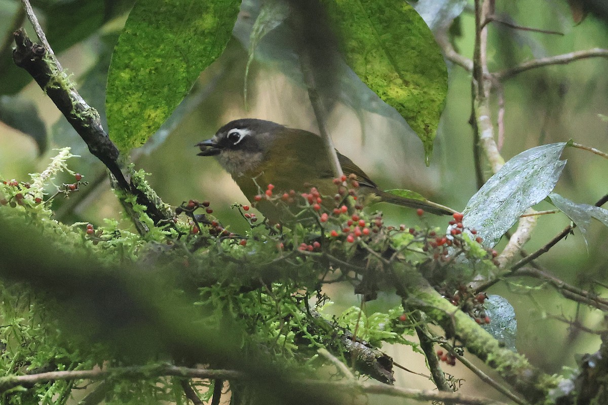 Зеленник мінливобарвний - ML647761875