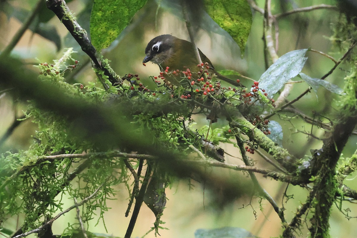 Зеленник мінливобарвний - ML647761876