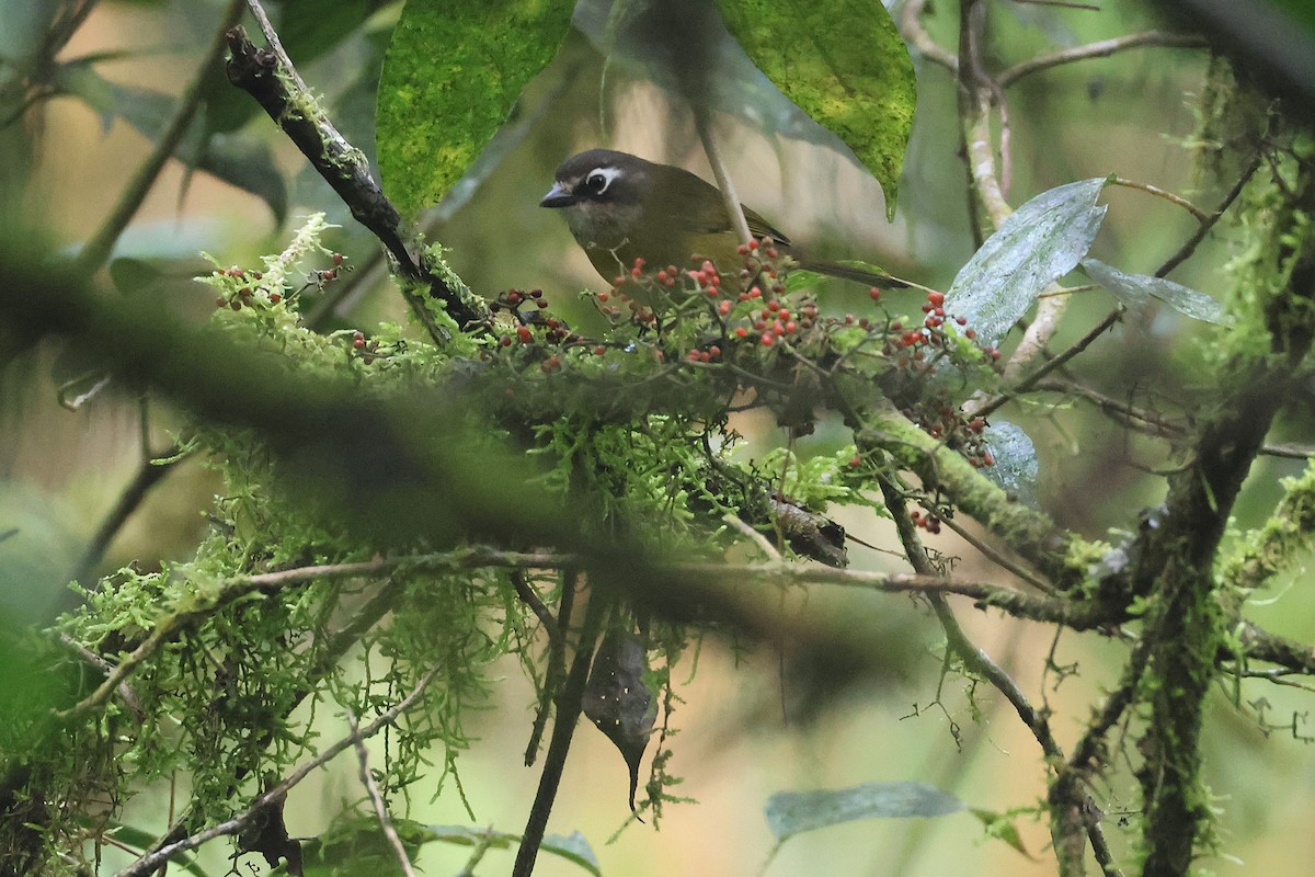 Зеленник мінливобарвний - ML647761877