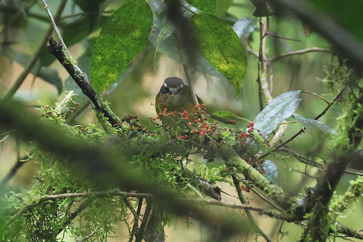 Зеленник мінливобарвний - ML647761878