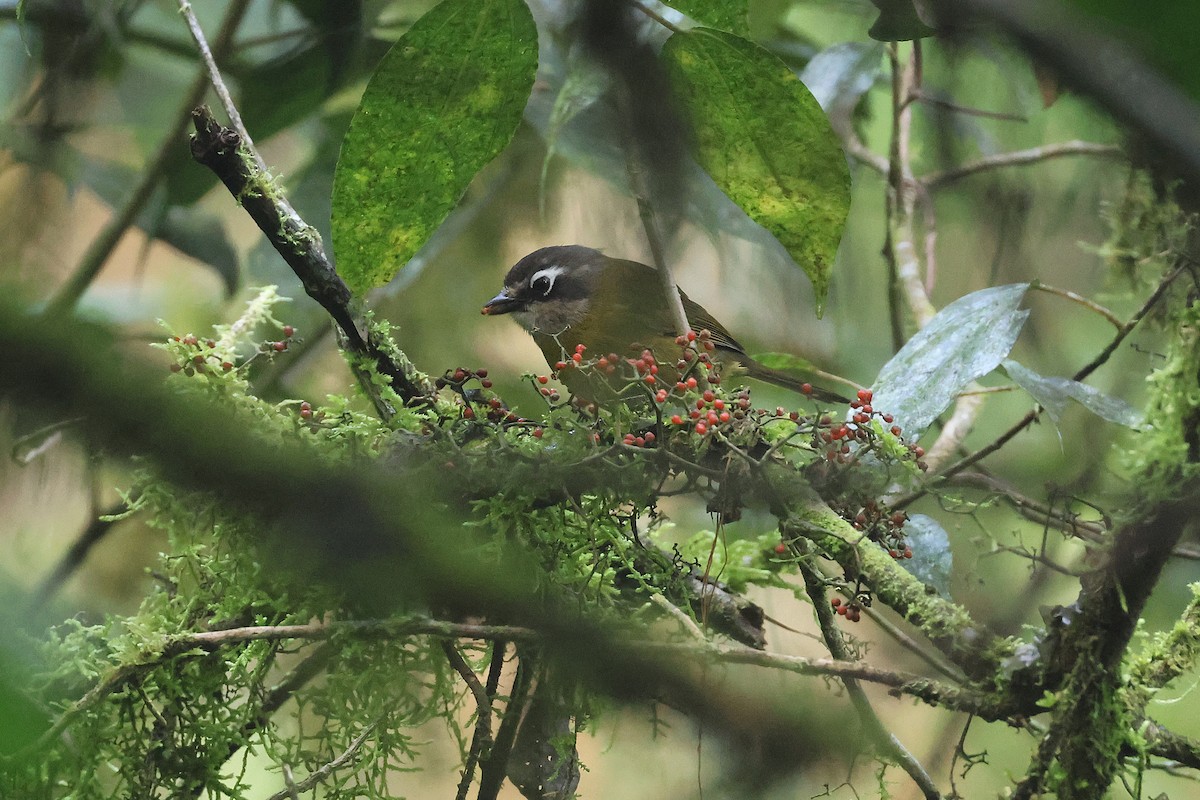 Зеленник мінливобарвний - ML647761879