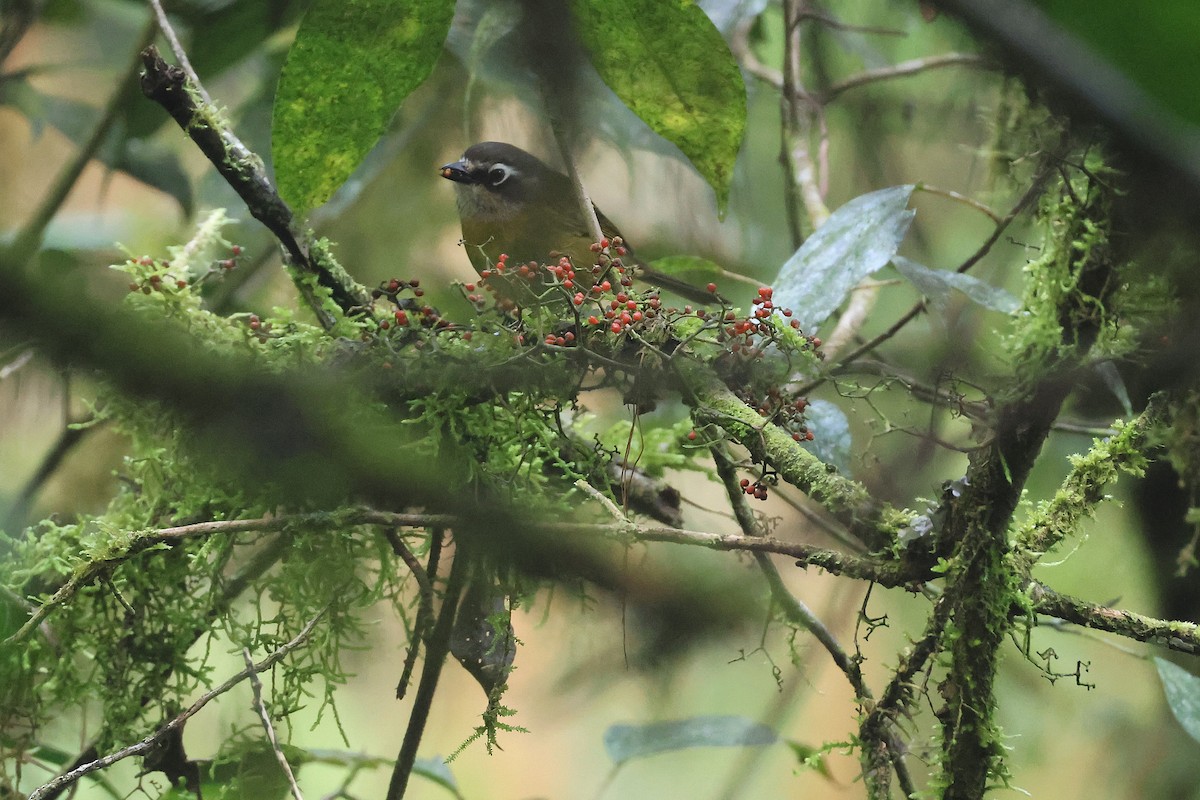 Зеленник мінливобарвний - ML647761880