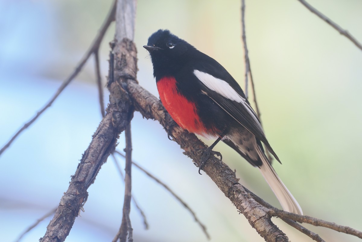 Чернітка білокрила - ML647761881