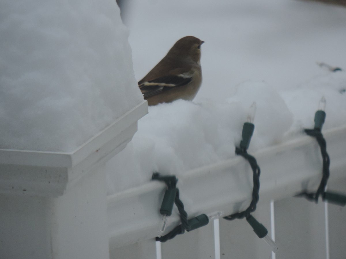 Чиж золотий - ML647761883