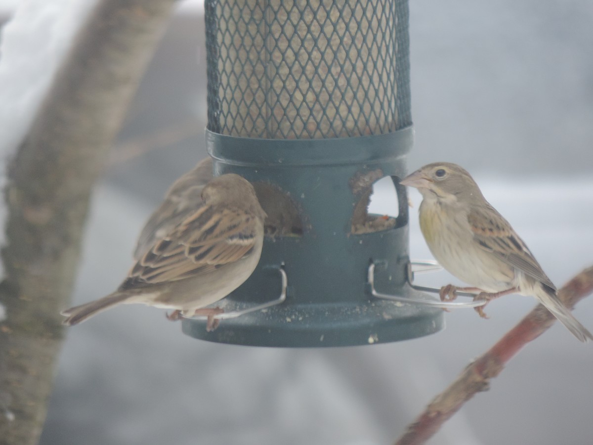 Чиж золотий - ML647761884