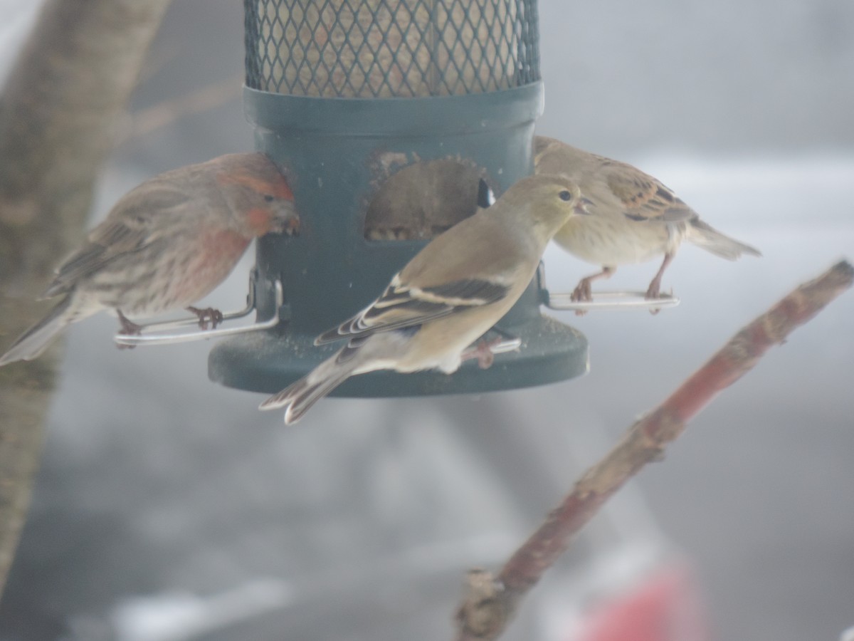 Чиж золотий - ML647761885