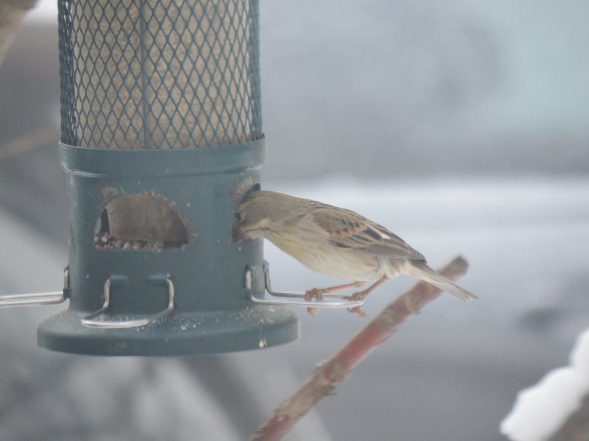 Чиж золотий - ML647761886