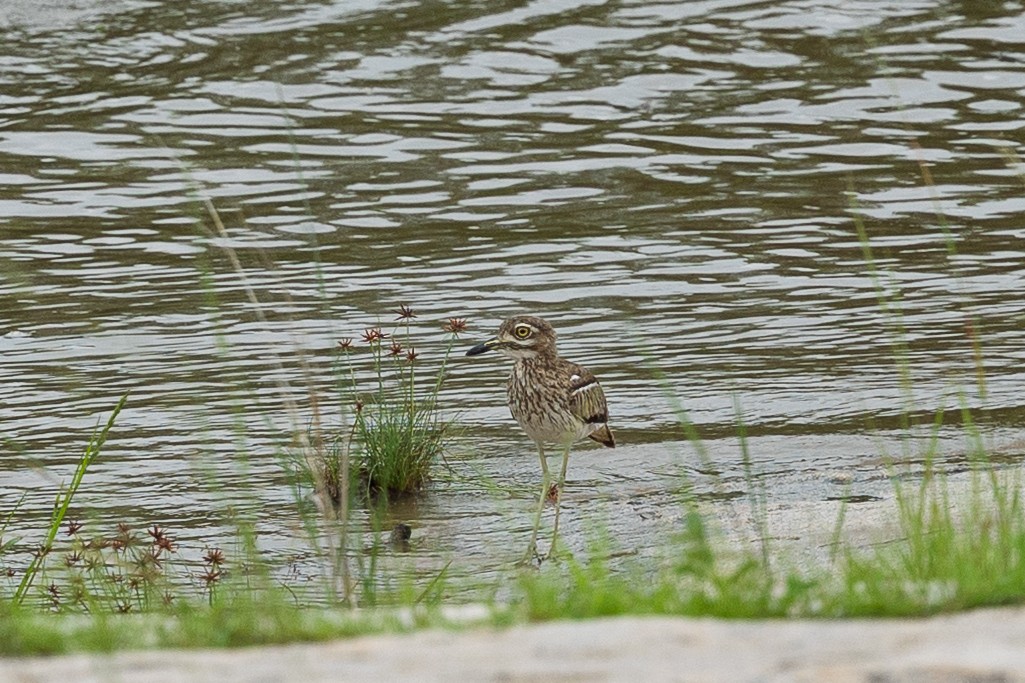 Лежень заїрський - ML647761887