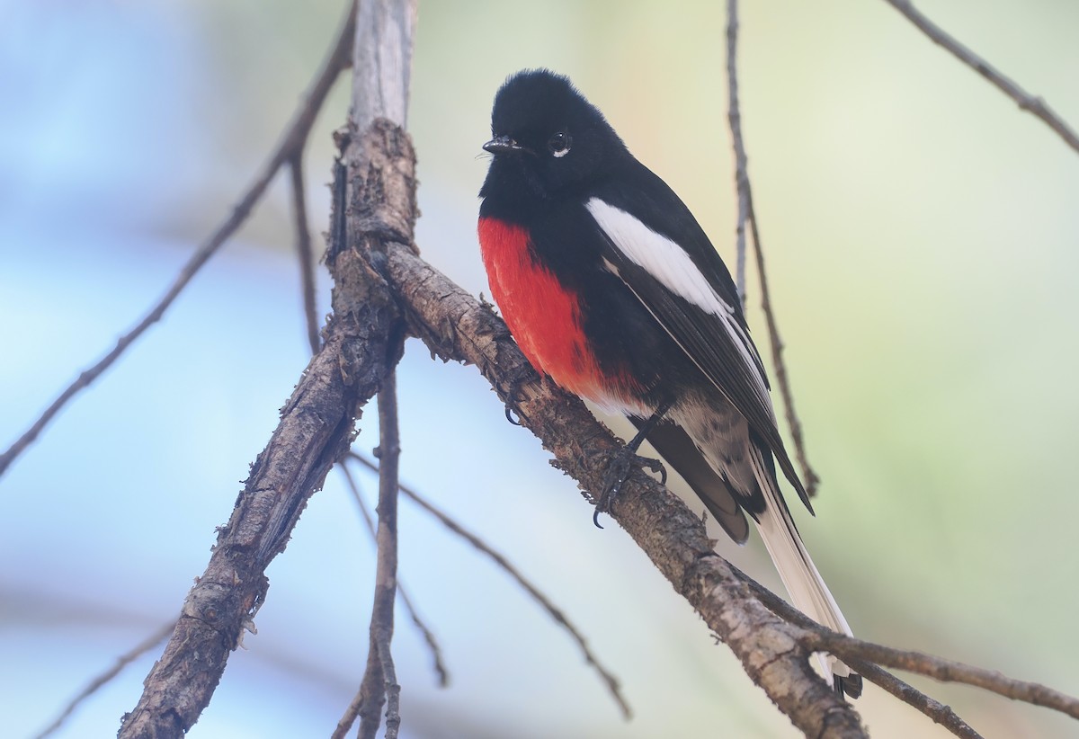 Чернітка білокрила - ML647761889