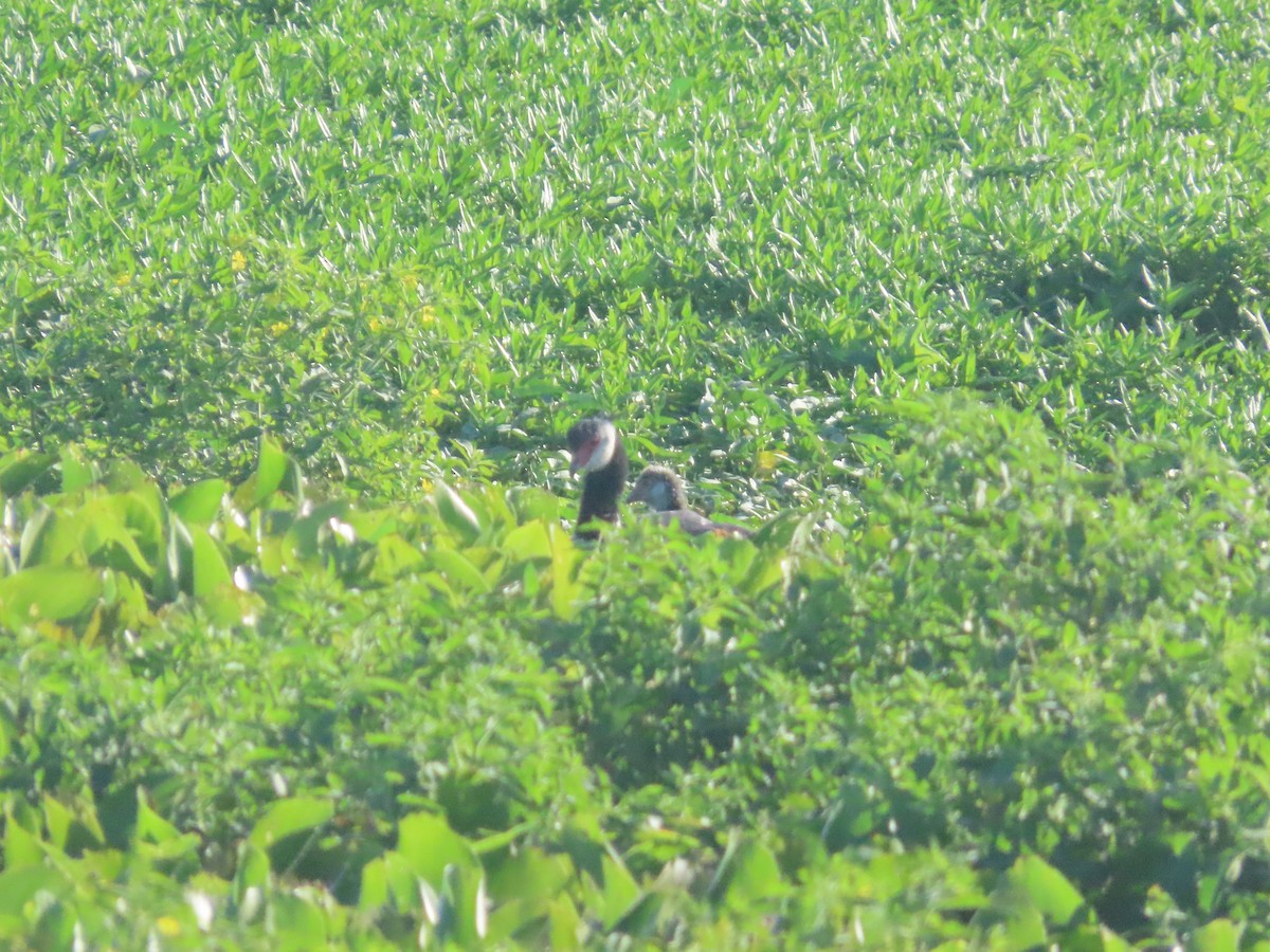 Чайя колумбійська - ML647761897