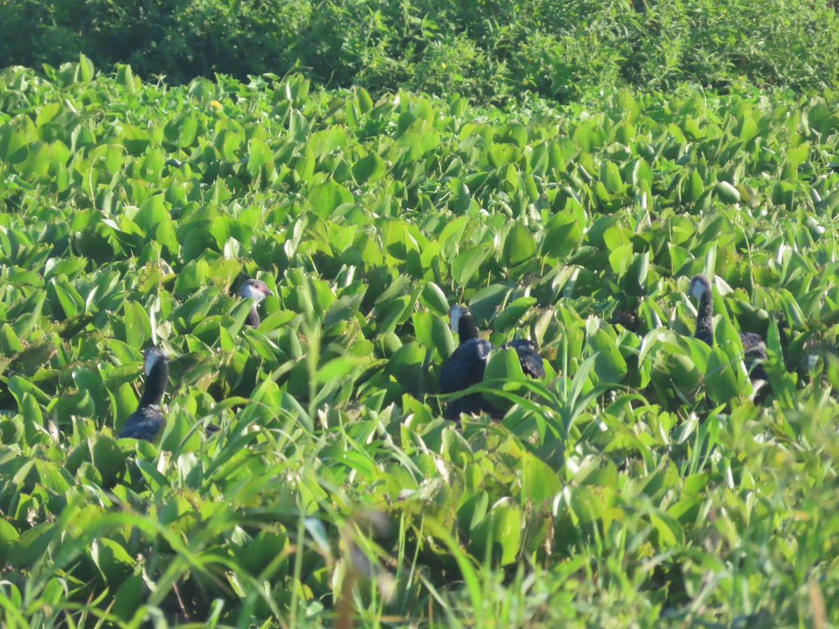 Чайя колумбійська - ML647761898