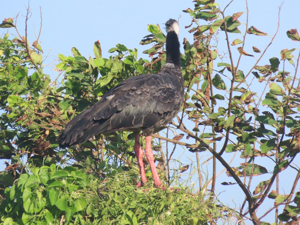 Чайя колумбійська - ML647761899