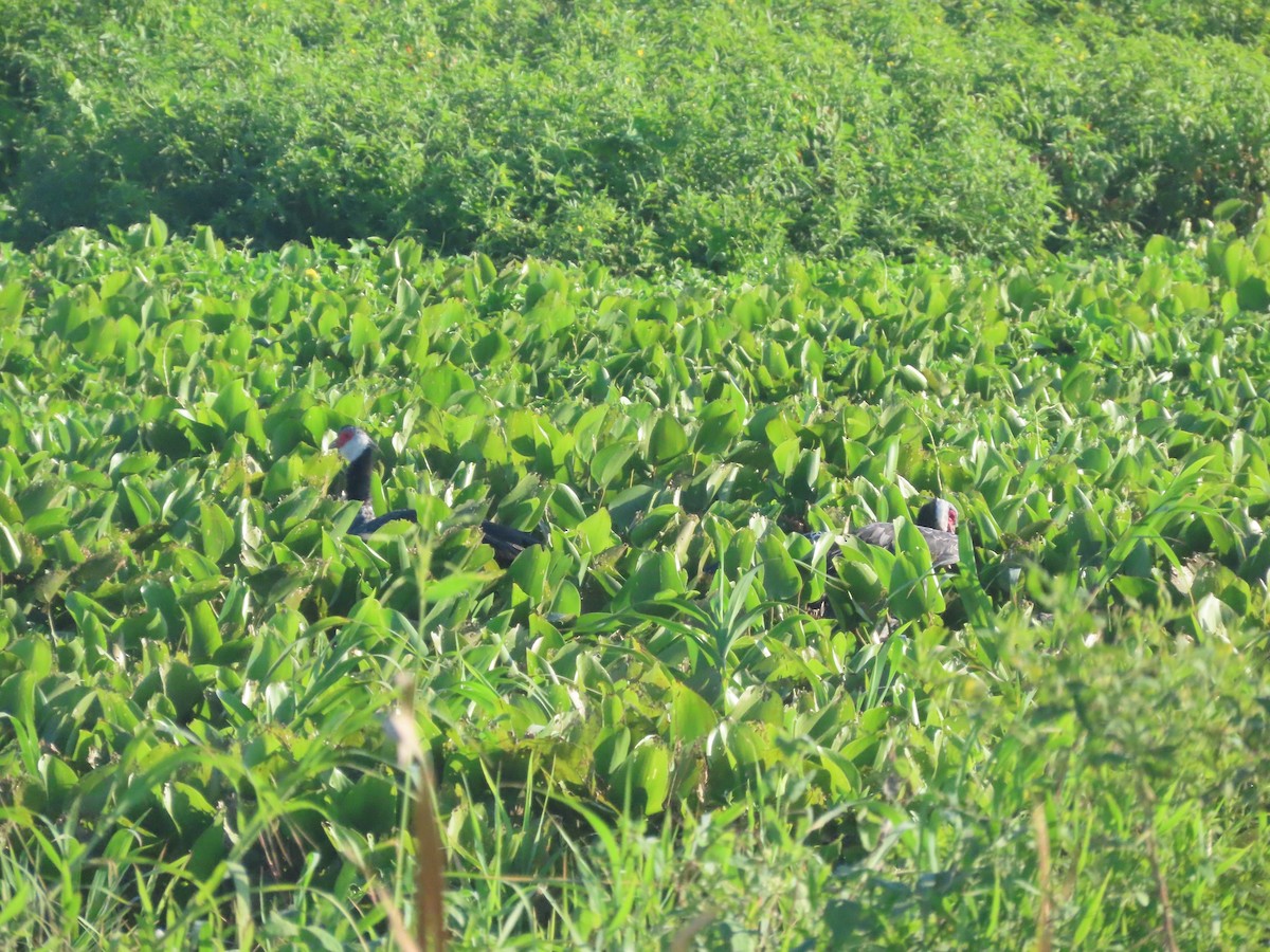 Чайя колумбійська - ML647761900