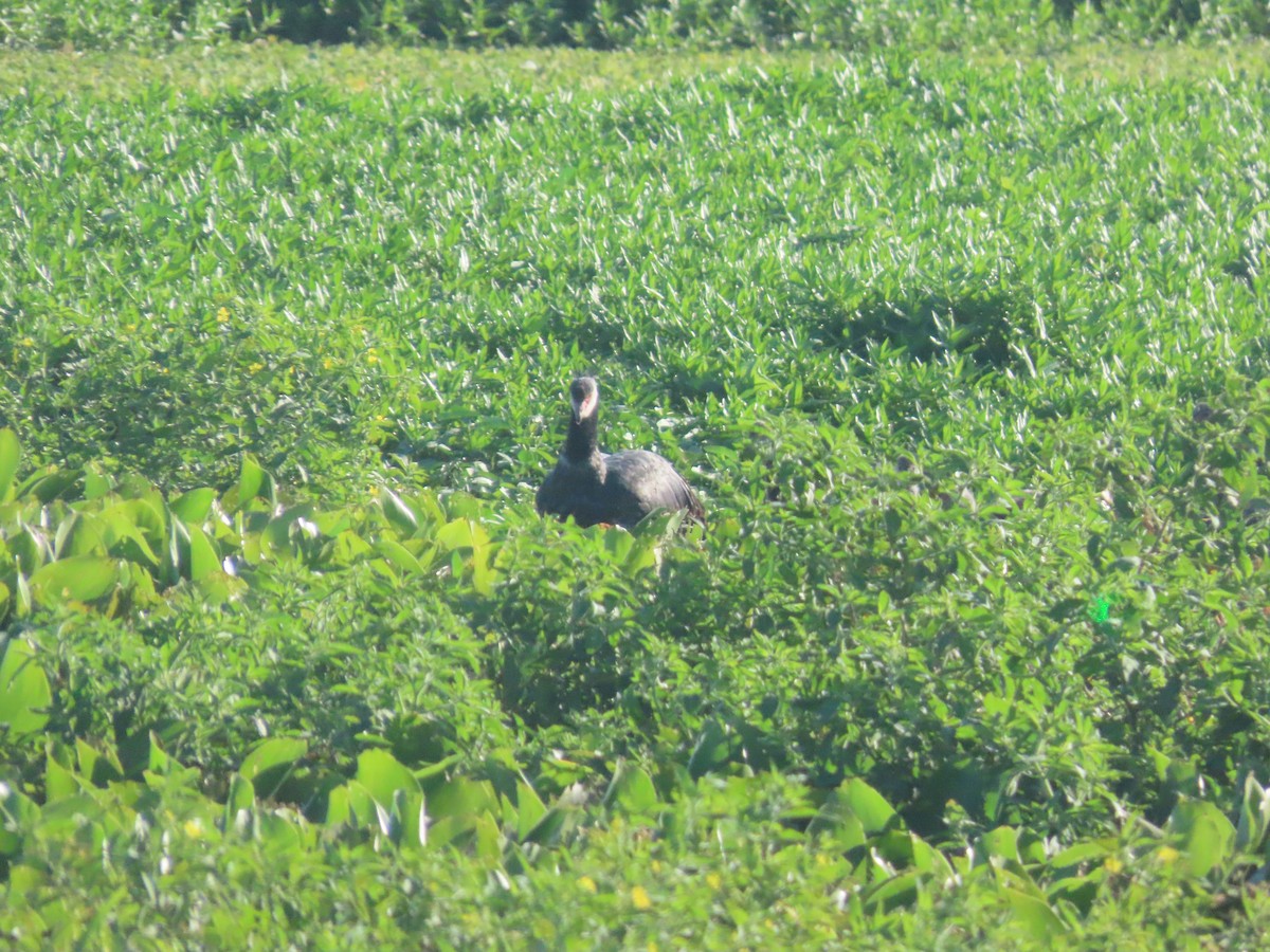 Чайя колумбійська - ML647761901