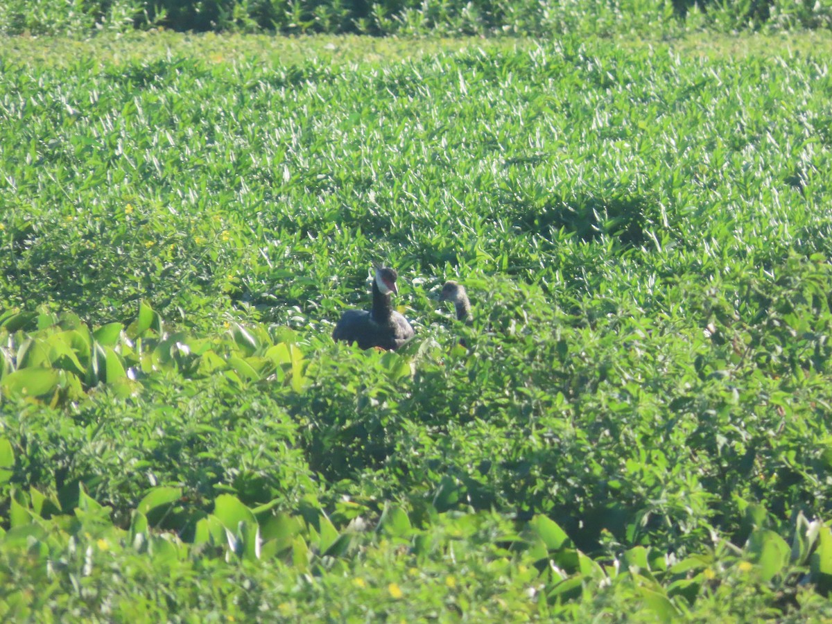 Чайя колумбійська - ML647761902