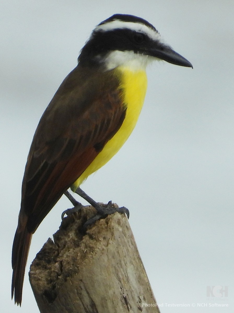 Пітанга-великодзьоб - ML647761905