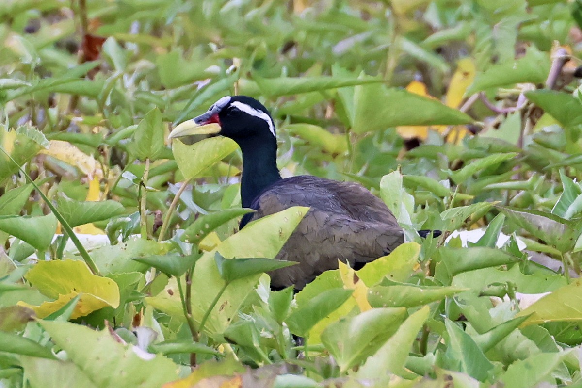 Якана білоброва - ML647761906