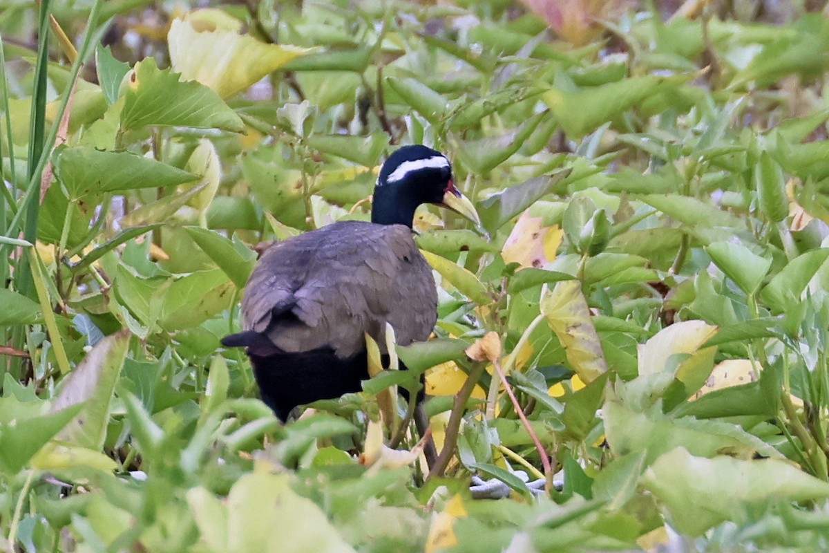 Якана білоброва - ML647761907