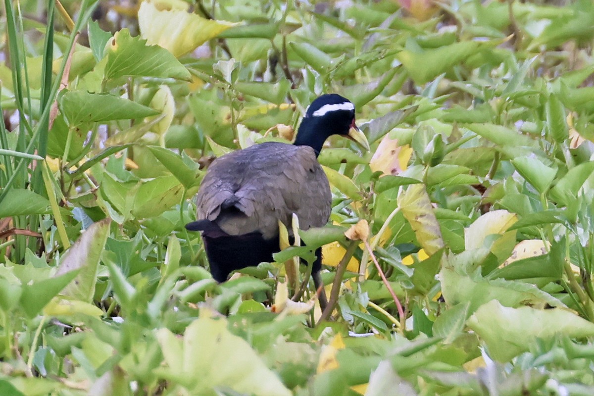 Якана білоброва - ML647761908