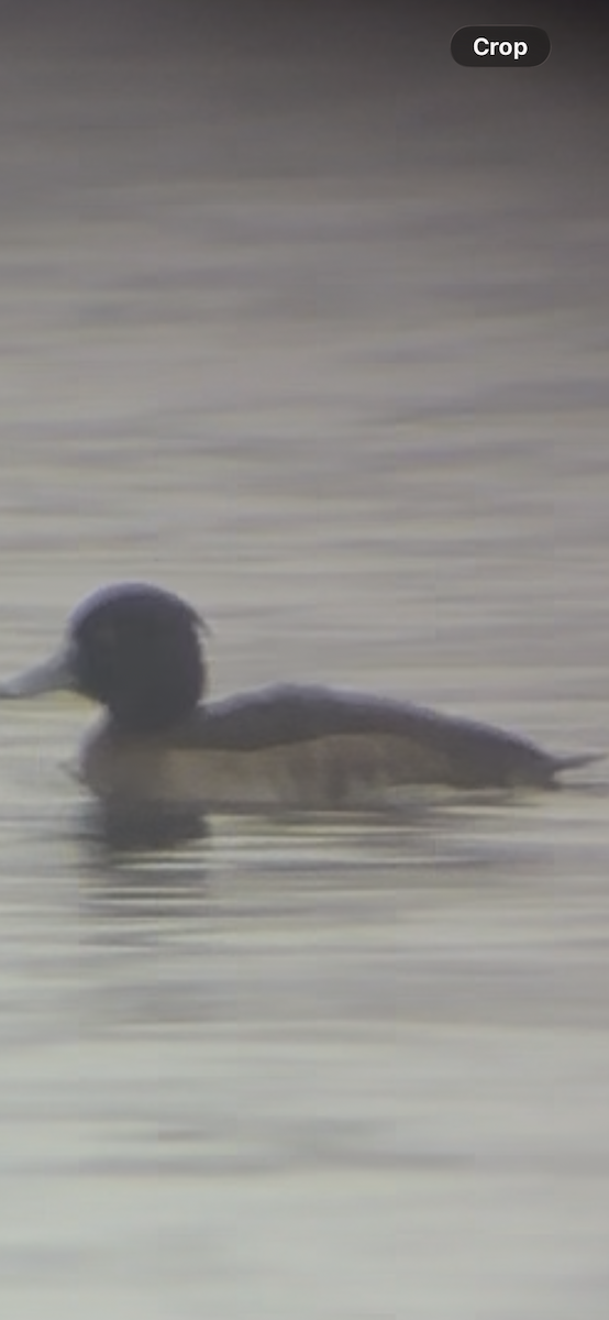 Tufted Duck - ML647761911