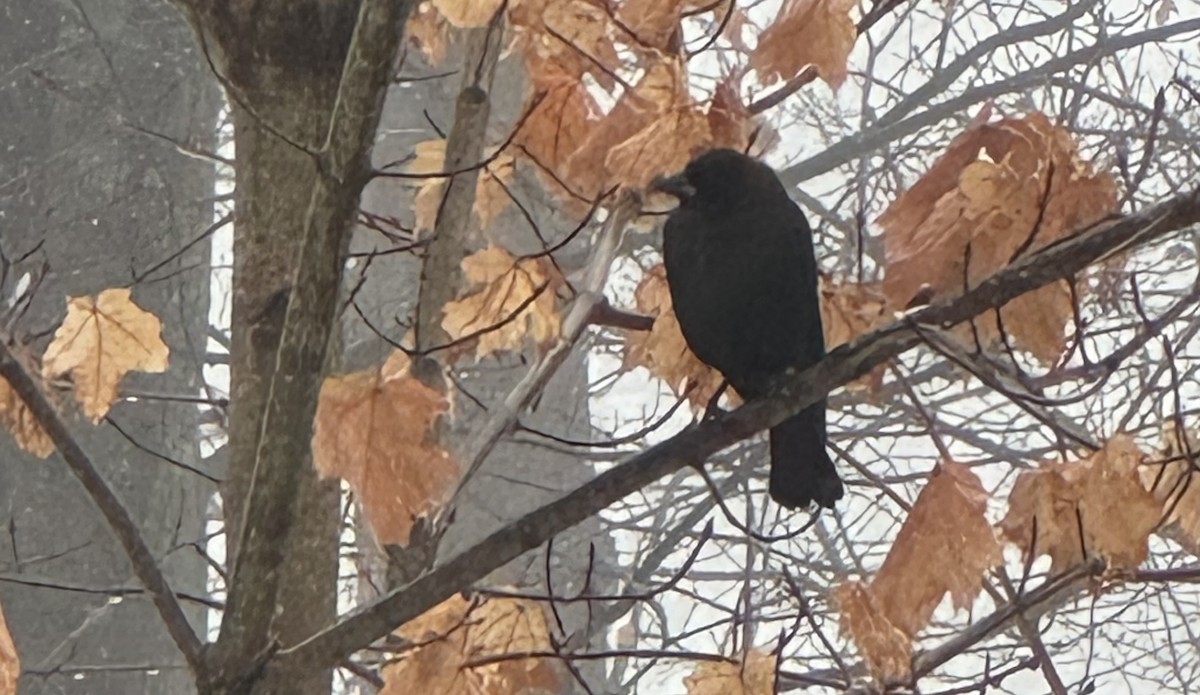 Braunkopf-Kuhstärling - ML647761936