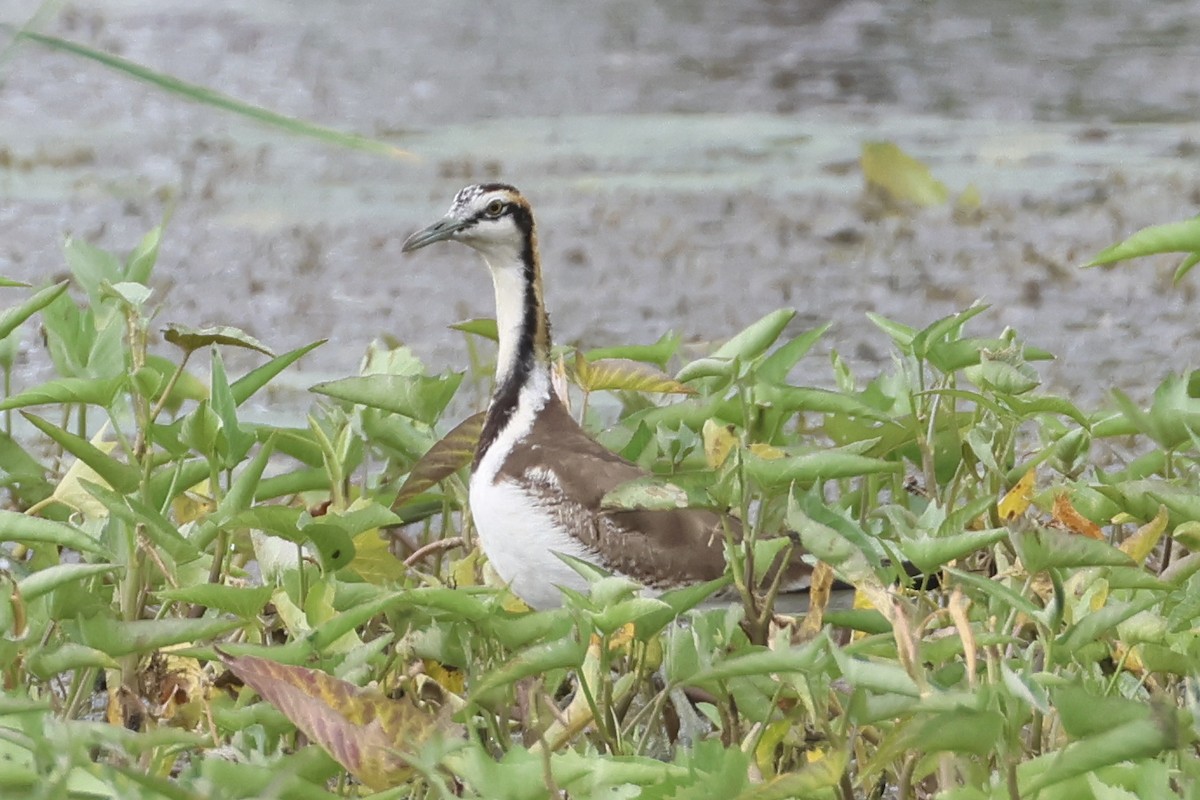 Pheasant-tailed Jacana - ML647761974