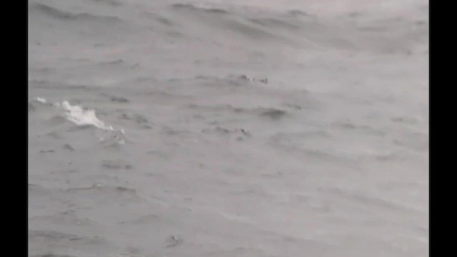 Leach's Storm-Petrel - ML647762004