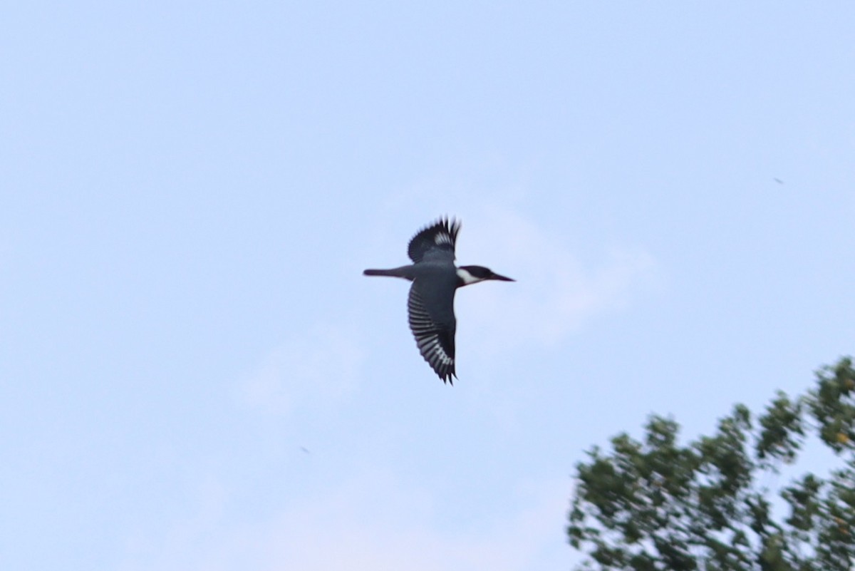 Belted Kingfisher - ML647762009