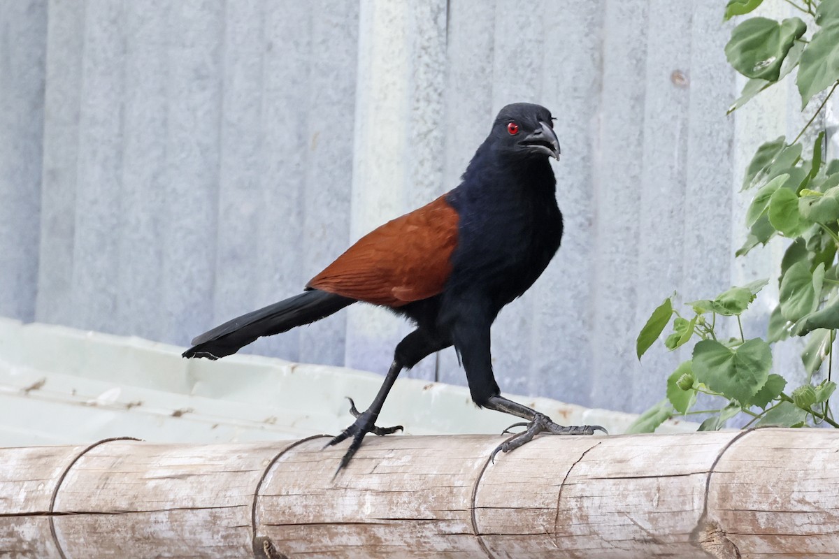 Greater Coucal - ML647762018