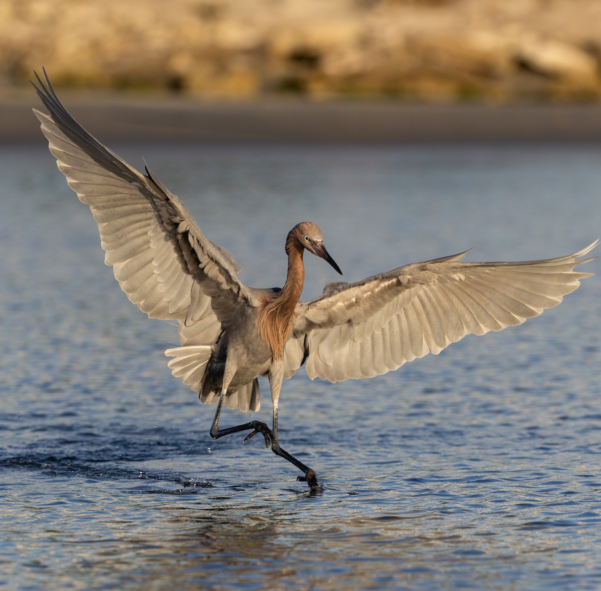 Reddish Egret - ML647762024