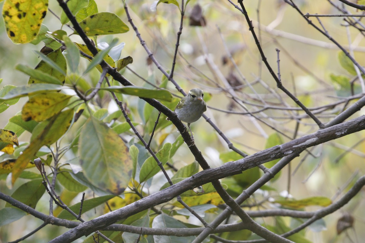 Hartert's Leaf Warbler - ML647762027