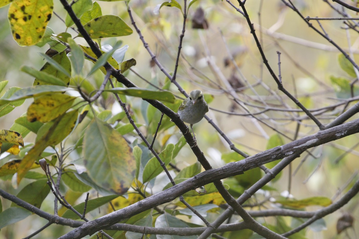 Hartert's Leaf Warbler - ML647762028