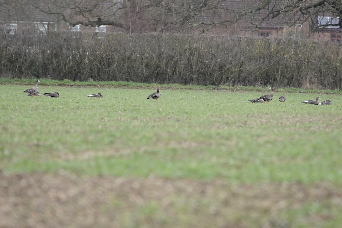 Greater White-fronted Goose - ML647762029