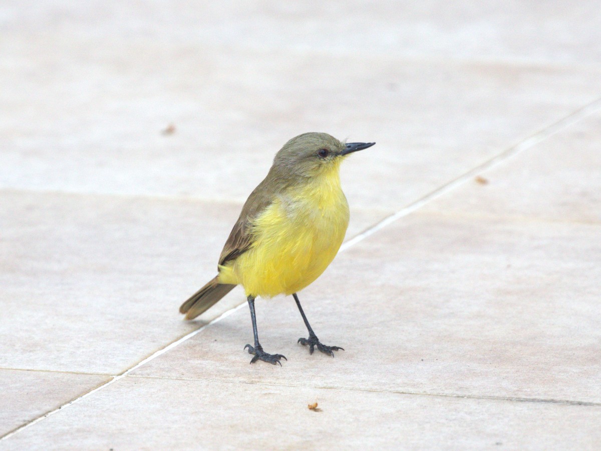 Cattle Tyrant - ML647762032