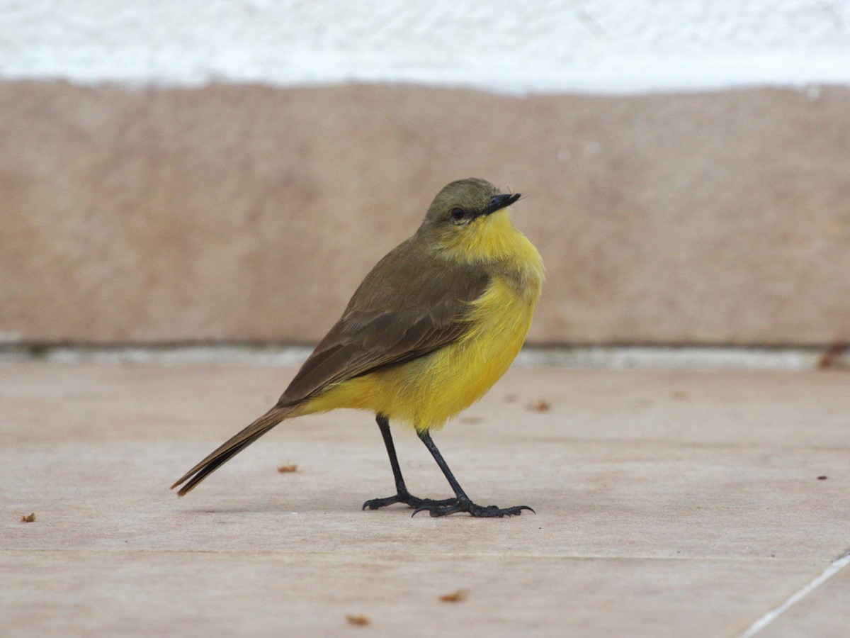 Cattle Tyrant - ML647762033