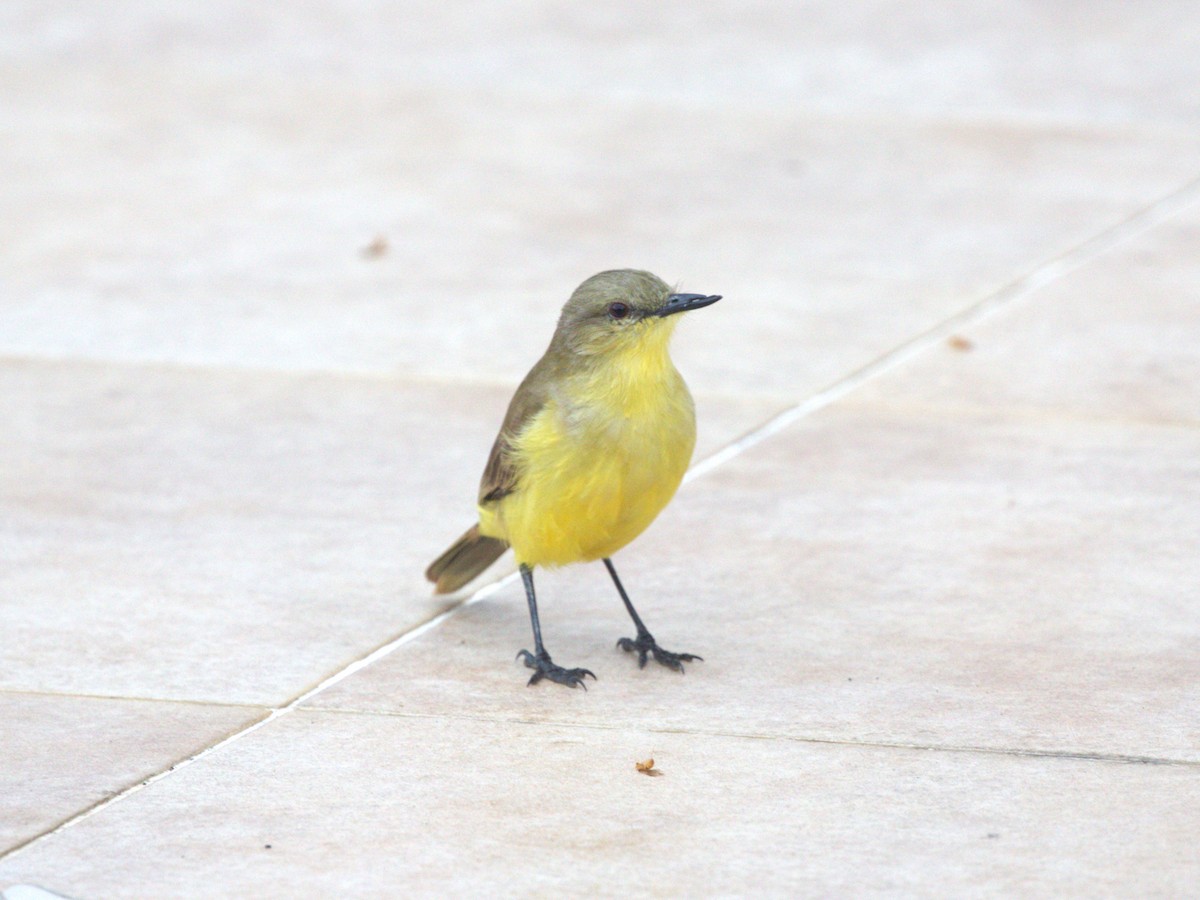 Cattle Tyrant - ML647762034