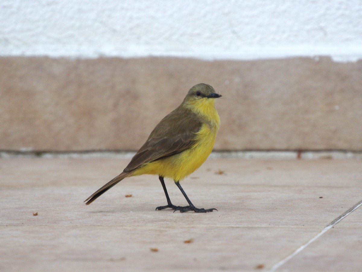 Cattle Tyrant - ML647762035