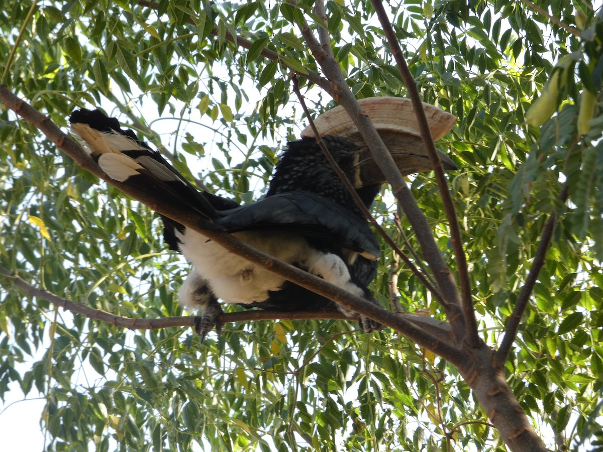 Silvery-cheeked Hornbill - ML647762037
