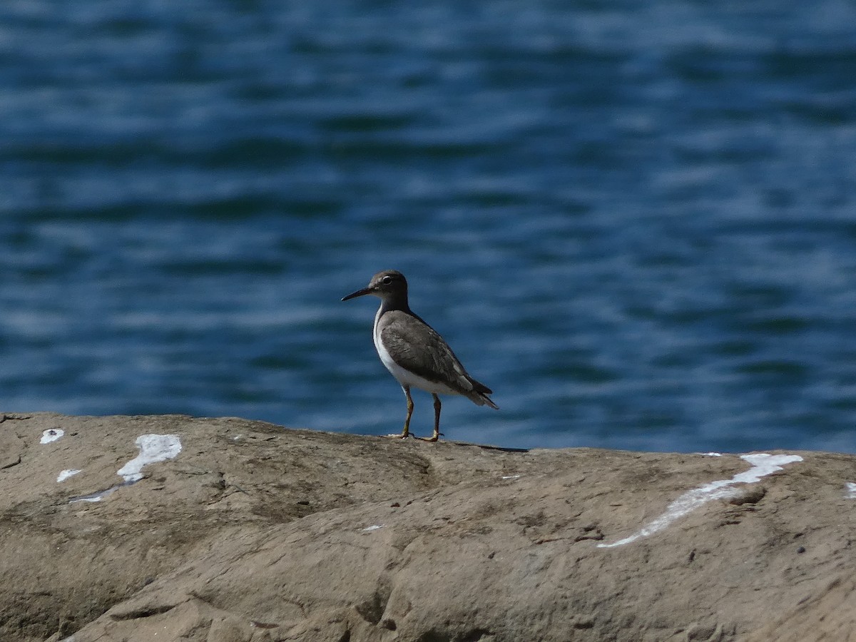 Spotted Sandpiper - ML647762038
