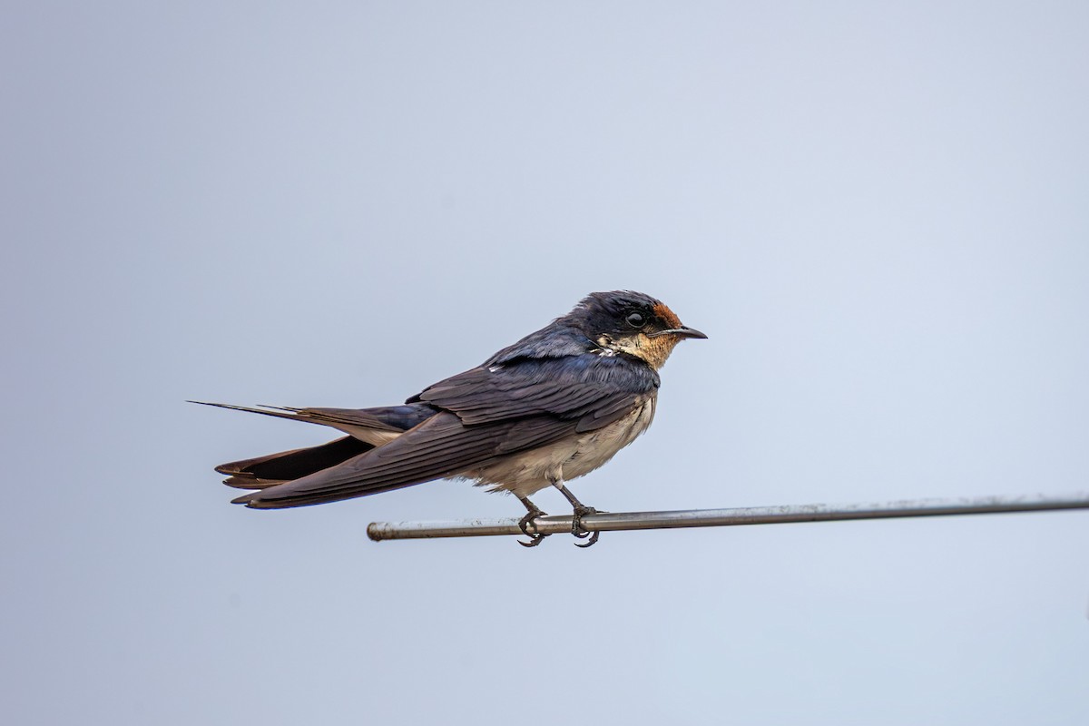 Barn Swallow - ML647762042