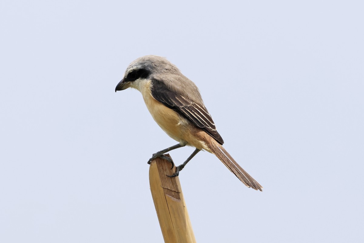 Brown Shrike - ML647762043