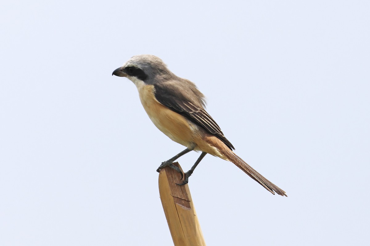 Brown Shrike - ML647762044
