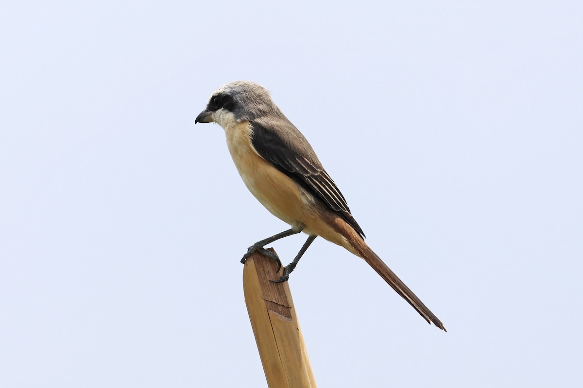 Brown Shrike - ML647762045