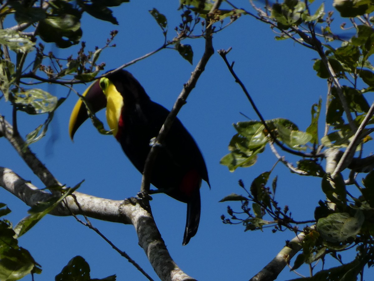 Yellow-throated Toucan - ML647762046