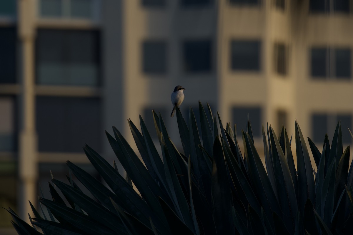 Loggerhead Shrike - ML647762047