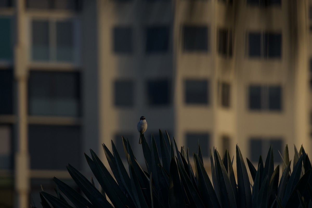 Loggerhead Shrike - ML647762048