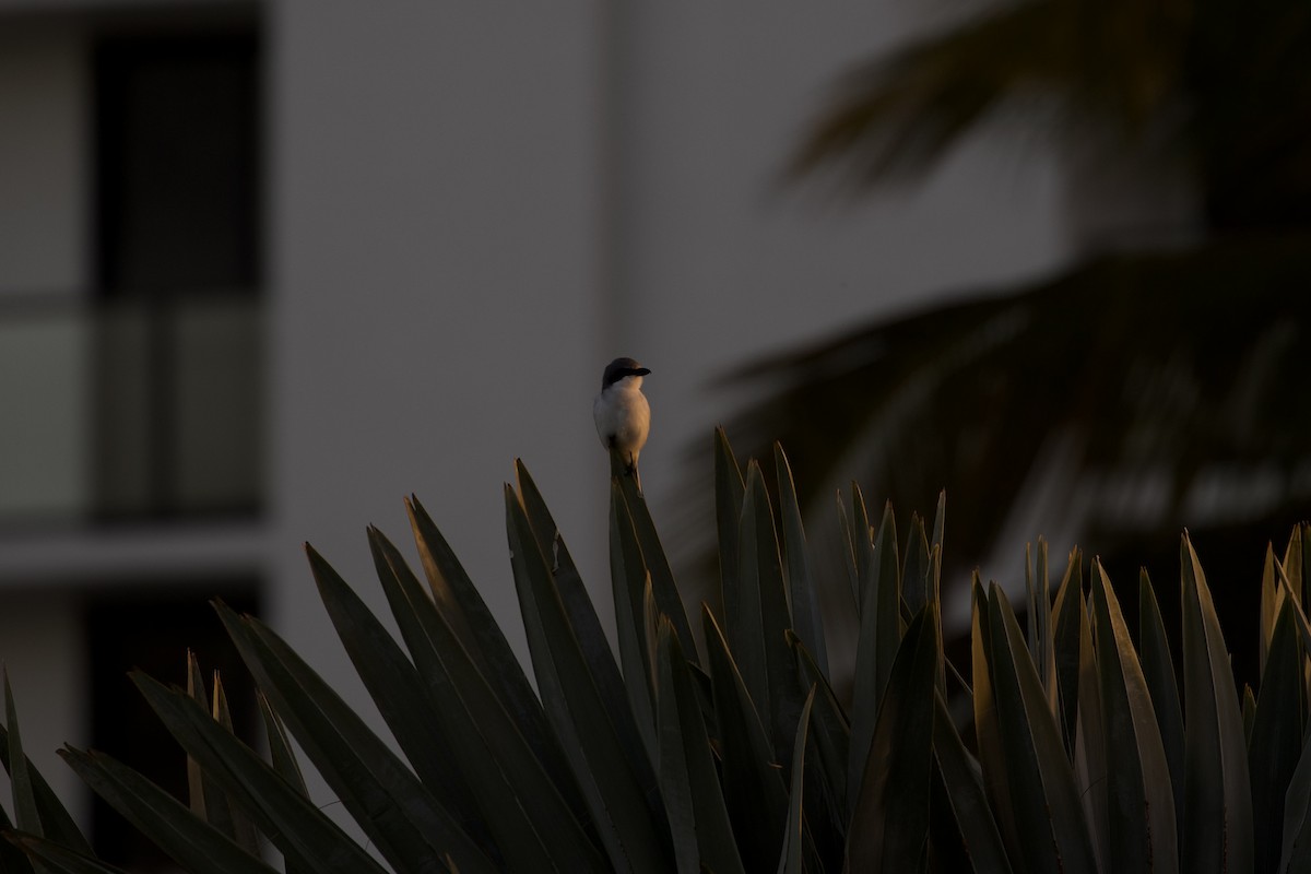 Loggerhead Shrike - ML647762049