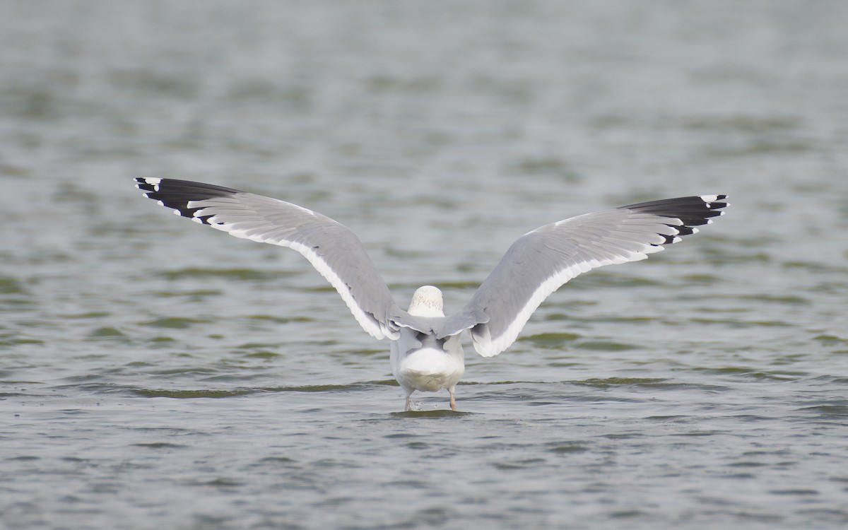 Mongolian Gull - ML647762057